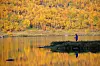 mann fisker i et fjellvann i indre troms. høst. gule blader på bjørkene.