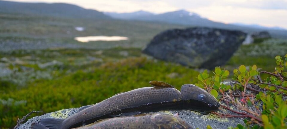 1. Familietur til Lomstjønn Fjellørret fra Lesjafjellene