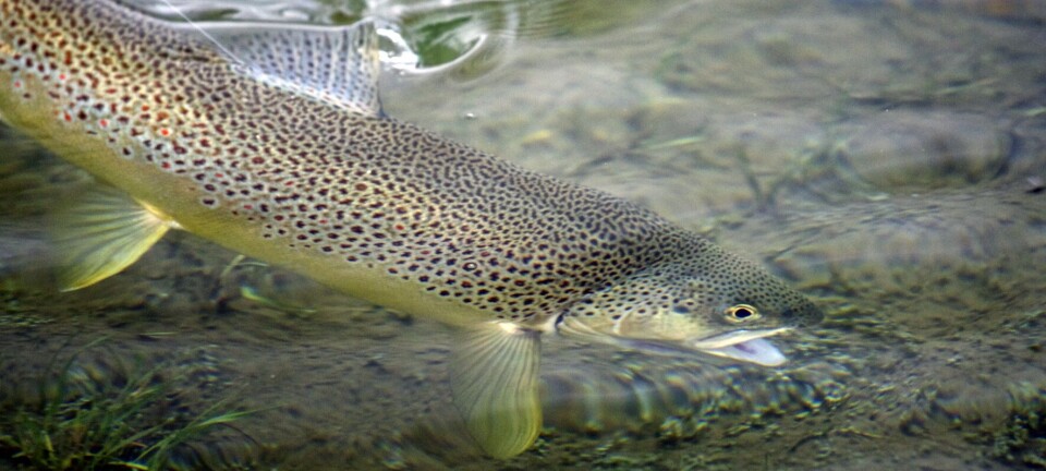 Barduelva - en fluedrøm