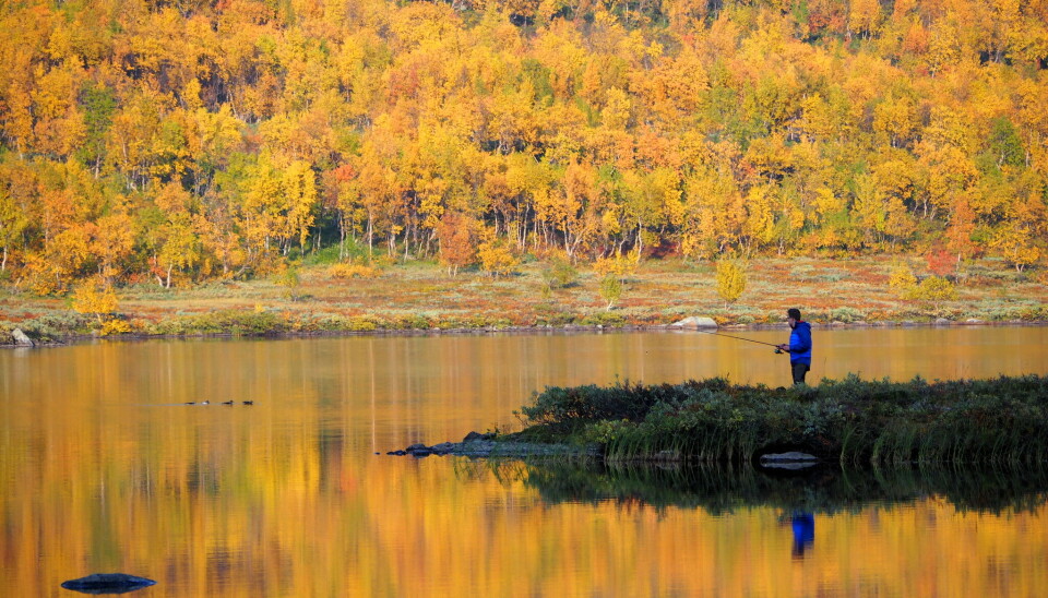 Mann fisker etter ørret og røye i Anjavatn i Indre Troms, Dividalen nasjonalpark.