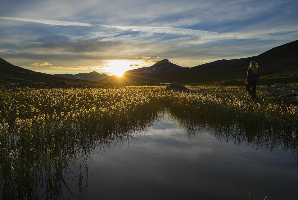 Fjellet Jetnam i Børgefjell nasjonalpark. Solnedgang. Kvinne går på en myr.