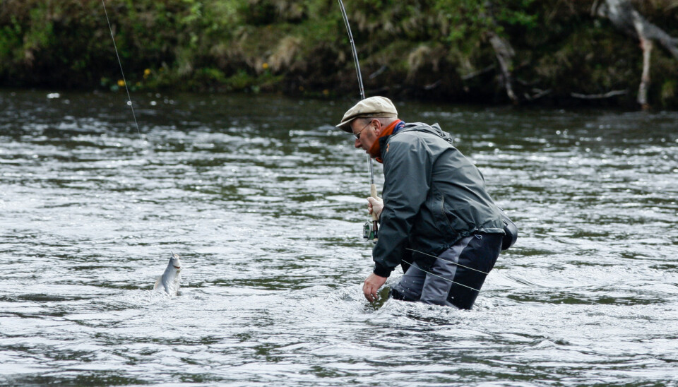 Fluefisker fisker harr i et av Glommas sideløp på Kvennan Fly Fishing.