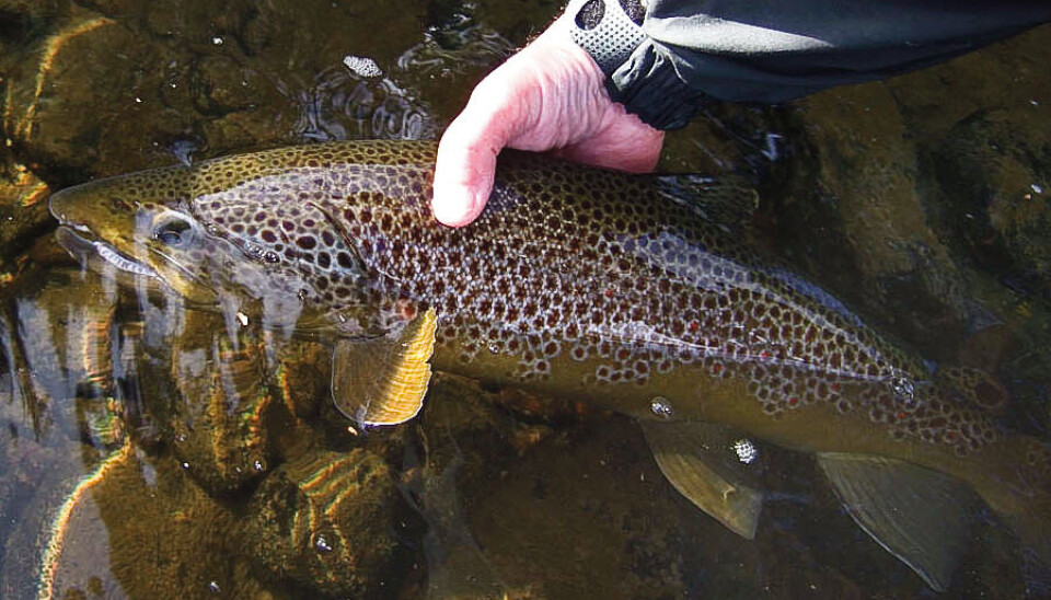 Stor ørret tatt på Kvennan Flyfishing i Glomma.