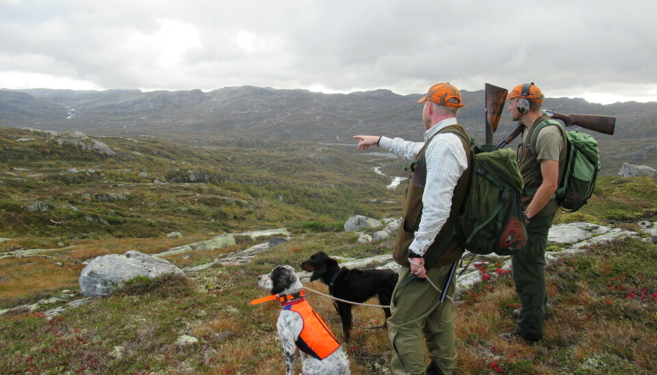 Jegere med fuglehunder på rypejakt i Njardarheim.