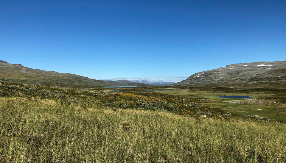 Fin sommerdag i dalføret nord for Saksenfjellet og vest for innsjøen Ranseren, midt i Børgefjell nasjonalpark.