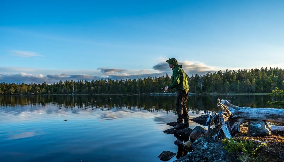 Mann fisker i et stille vann i Flensmarka i Røros kommune.