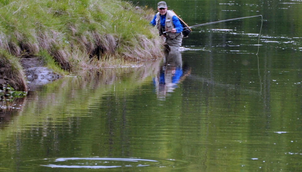 Fluefisker i elva Vangrøfta vader seg forsiktig innpå en vakende ørret.