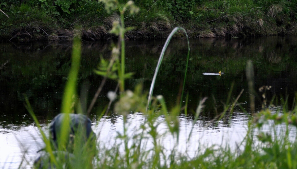 En ørret vaker i Vangrøfta i Dalsbygda. Østerdalen. En fluefisker ser på.