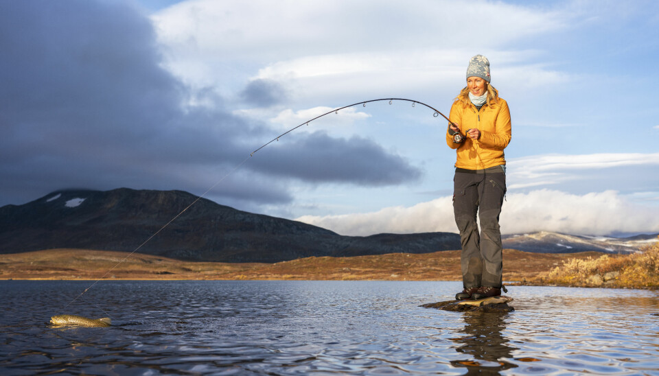 Kvinne i gul jakke med fiskestang, har ørret på kroken i Saltfjellet nasjonalpark i Nordland.