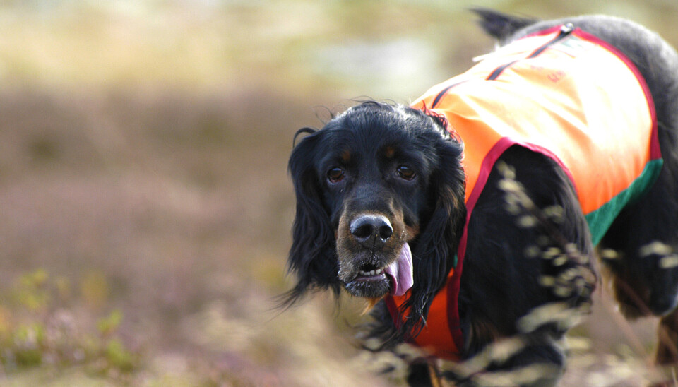 Gordon setter, en fuglehund på rypejakt på fjellet.