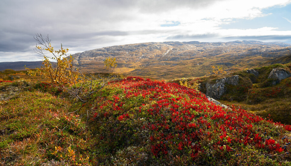 Fjellandskap i høstfarger.