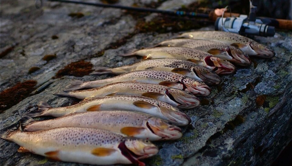 Fjelløret ved siden av fiskestang.