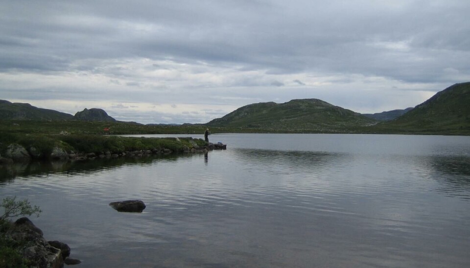 Ørretvann på Hardangervidda