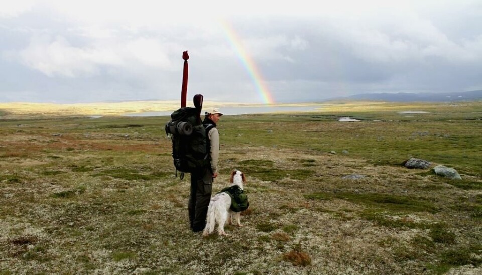 Det er alltid gode sjanser for ørretgull når du er på fisketur på Hardangervidda. Fisker med hund på Hardangervidda.