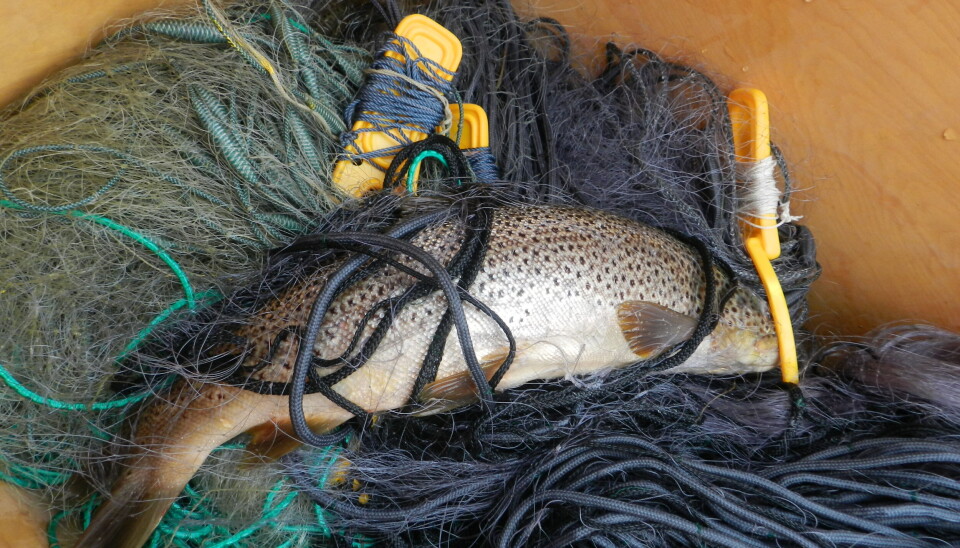 I Skjåk Almenning kan. alle skaffa seg skikkelege aurefangstar på garn, og kvaliteten på fisken er ofte førsteklasses.