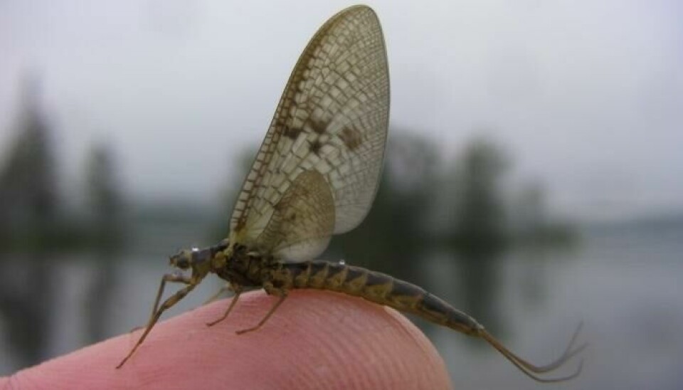 Ephemera vulgata, Norges nest største døgnflue er viktig ørretmat der den fins.