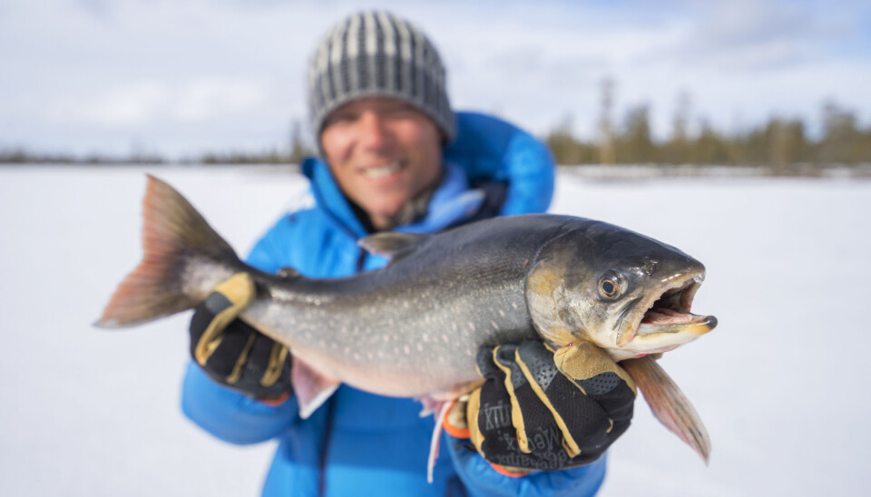 Engerdal har flere gode røyevann med grov røye som ikke bare kan tas på sportsfiskeredskap på vinteren. Storrøye fra Engerdal, tatt under isfiske.