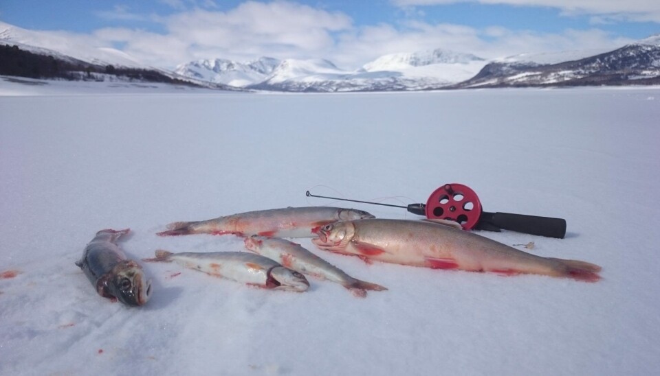 Røyefisket kan drives av alle. Er du uerfaren er det lurt å søke vann med tette bestander. Da får nemlig alle som regel fisk. Røyefisket kan drives av alle. Er du uerfaren er det lurt å søke vann med tette bestander. Da får nemlig alle som regel fisk.
