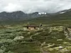 Skredalægeret i Grøndalen, Dovrefjell-Sunndalsfjella nasjonalpark.