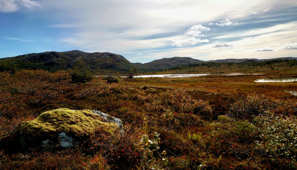 Osen fjellstyre har gode områder for jakt på storfugl, orrfugl, lirype og fjellrype. Bjørnør statsallmenning har både skog og høyfjell. Osen fjellstyre, Bjørnør statsaallmenning.