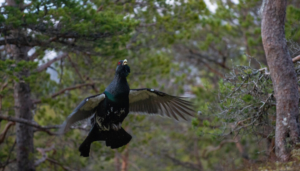 Bellinga er et godt terreng i den sørøstlige delen av Alvdal med variert skogbilde og en bra bestand av skogsfugl. Tiur i flukt.