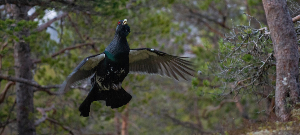 Skogsfugl - småviltjaktas Formel 1