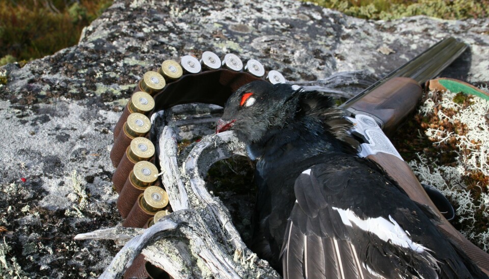 Full klaff i skogene nær Oslo. Rausjømarka tilbyr kortreiste jaktopplevelser nær Oslo. Skogsfugljakt i Rausjømarka har gitt uttelling.