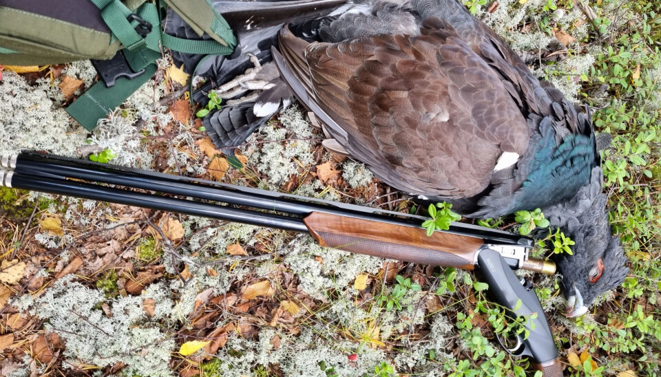 Nord Odal JFF disponerer over 200.000 daa. variert terreng med gammelskog.