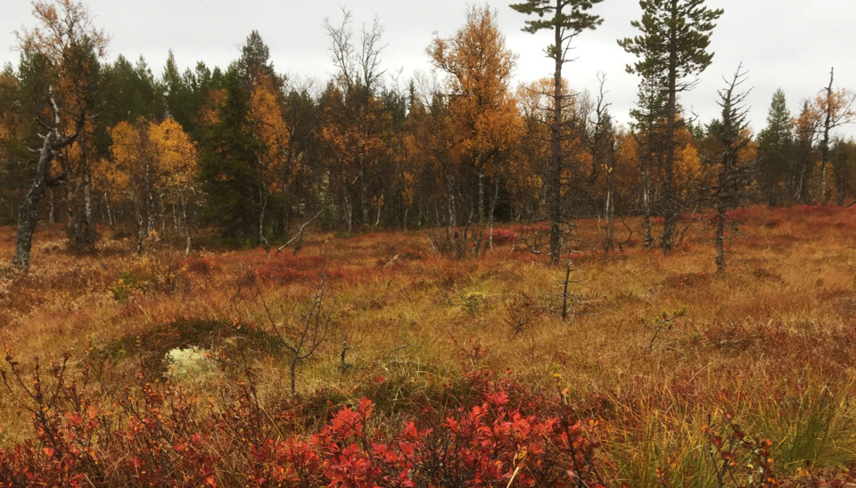 Jepp. Her kan det skje ting når som helst.