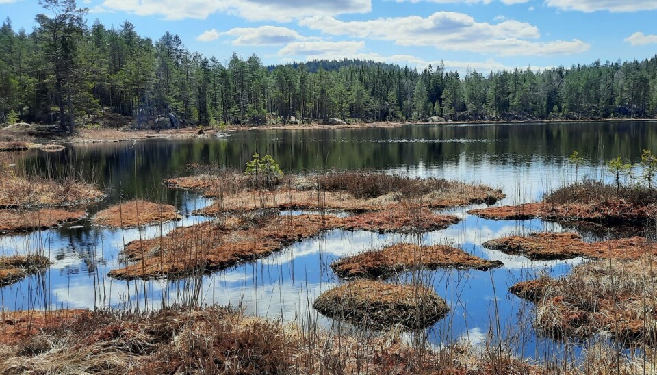 Triungsvann i Bærumsmarka har fin ørret og er populært blant fluefiskere. Det vaker godt her, spesielt tidlig i sesongen. Triungsvann i Bærumsmarka