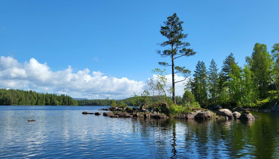 Trehørningen i Nordmarka er et flott vann hvor du kan få nydelig ørret.