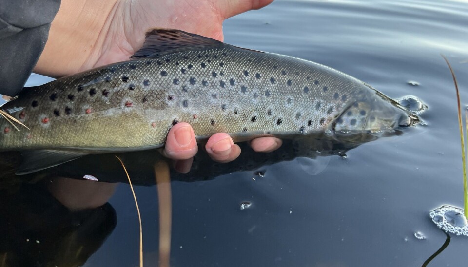 Ørret fra Øslomarka gjenutsettes.