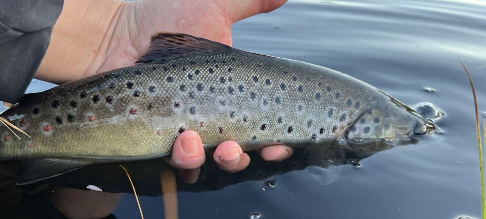 5 beste områder for isfiske i Norge: Tips og triks for å fange ørret og ...