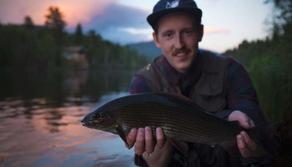 Stor harr tatt på flue i Renaelva.