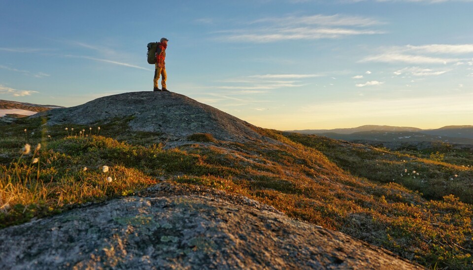 Lifjellet i Trøndelag. Mann står på toppen og ser utover.