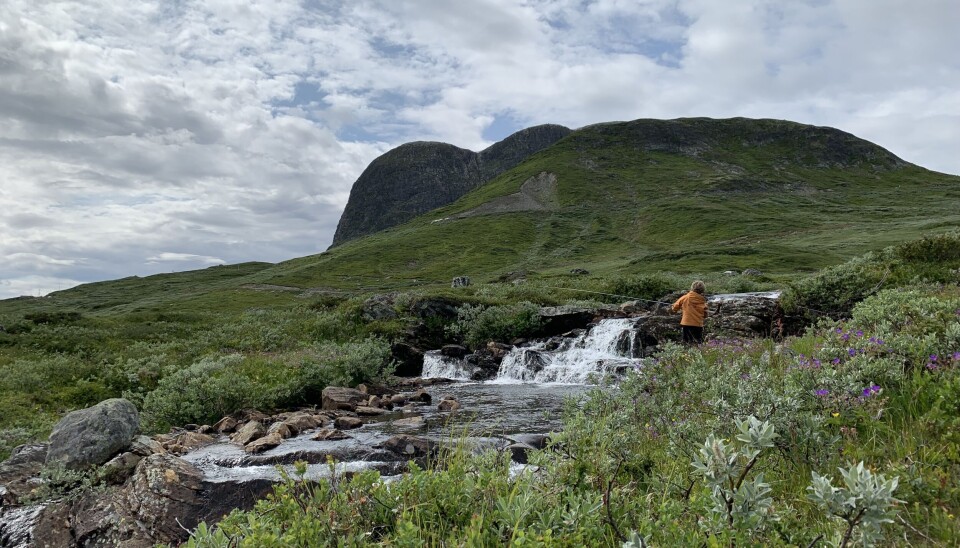 Fiske i bekk i Valdres.