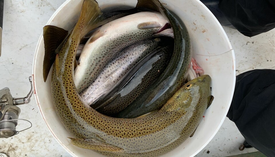 Ørretfisket i de store innsjøene i Valdres er godt og bærekraftig, og kan gi supre fangster som dette, også på stang.