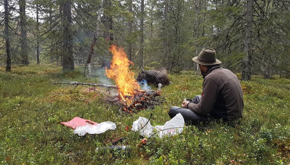 – Nå legger vi også ut småviltjakt, og storviltjakt med rådyr, hjort og elg er også rundt hjørnet, sier Eva Kristin Grøndal hos Statskog i Midt-Norge.