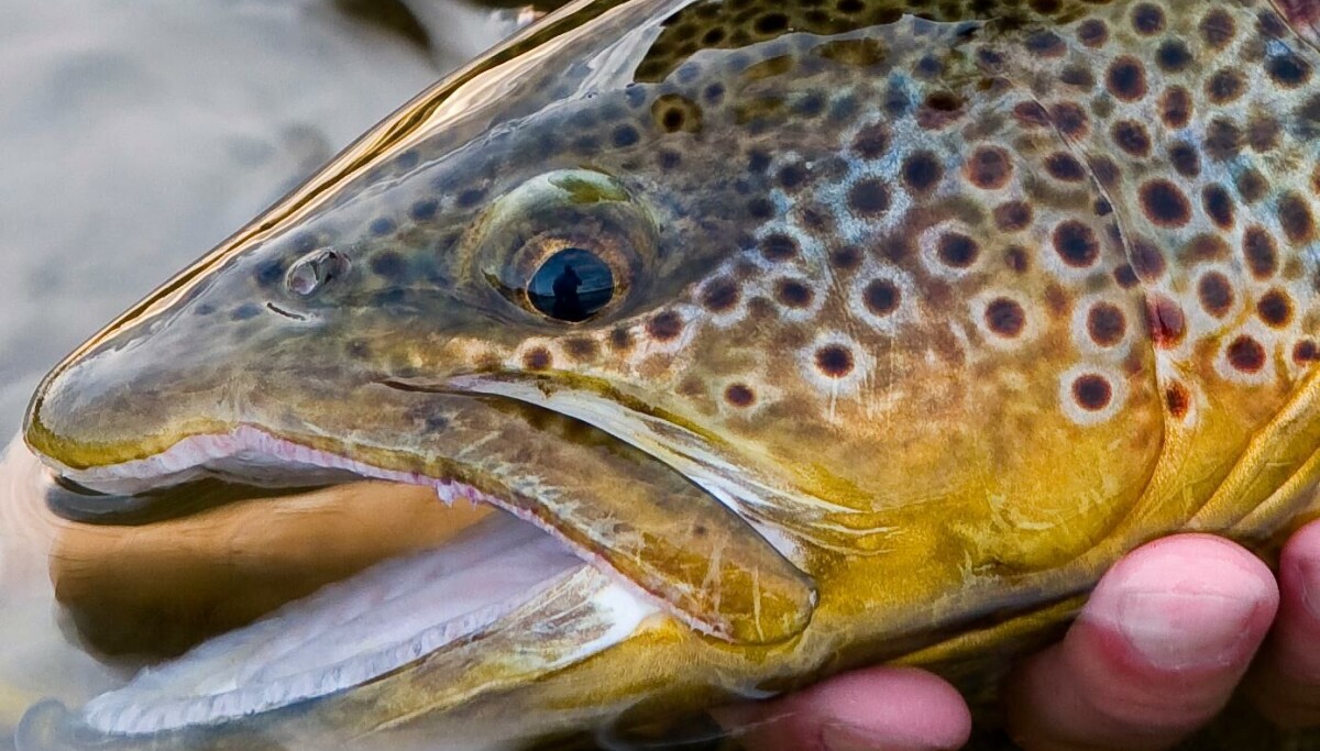 Fiskehytte i Tydal – stor ørret og røye
