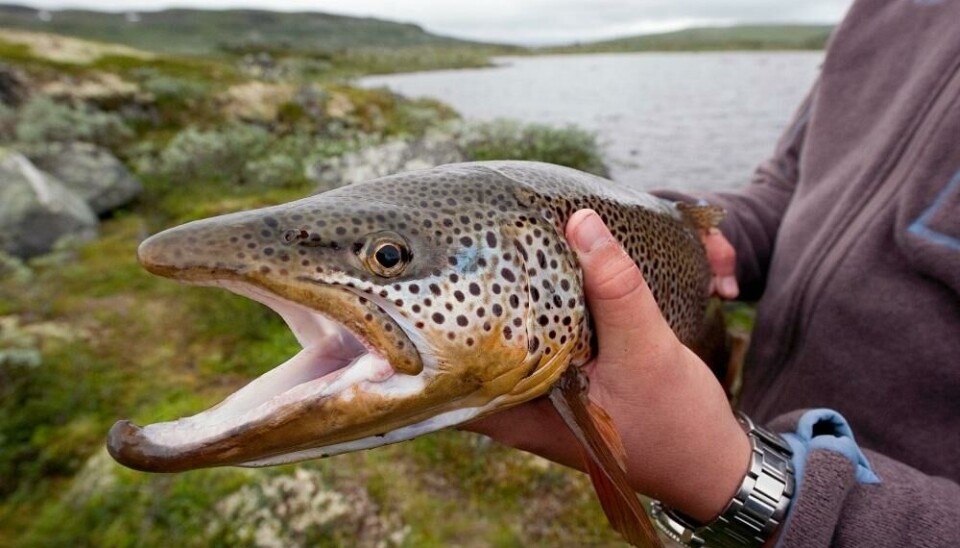 Ørret fra Geilo.