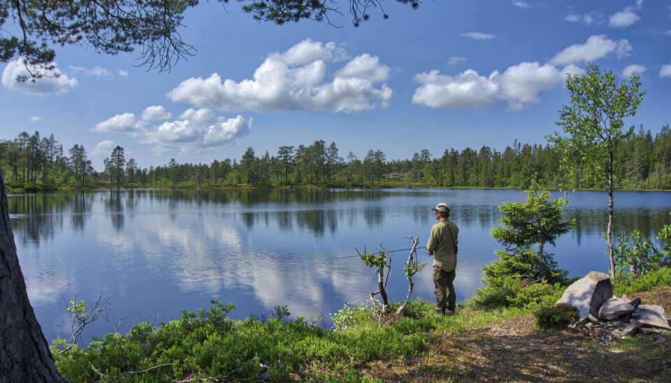 Småvannene som kalles De pene tjernene lever virkelig opp til navnet. Med sykkel når du langt på det gode skogsveinettet i Finnemarka. Fiske i De Pene Tjerna i Finnemarka.