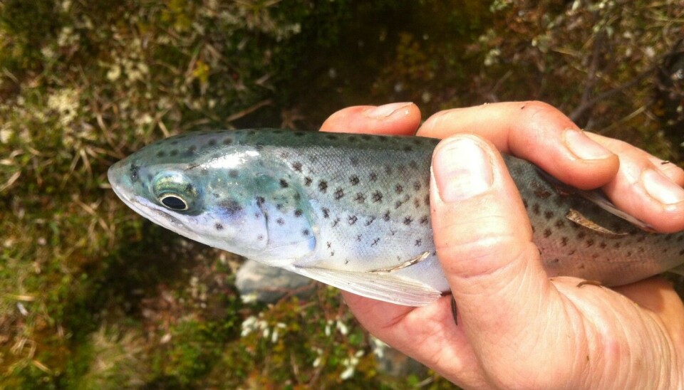 Blå ørret fra Høydalsvannet i Lom.