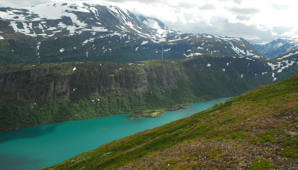 Blå ørret i Lom