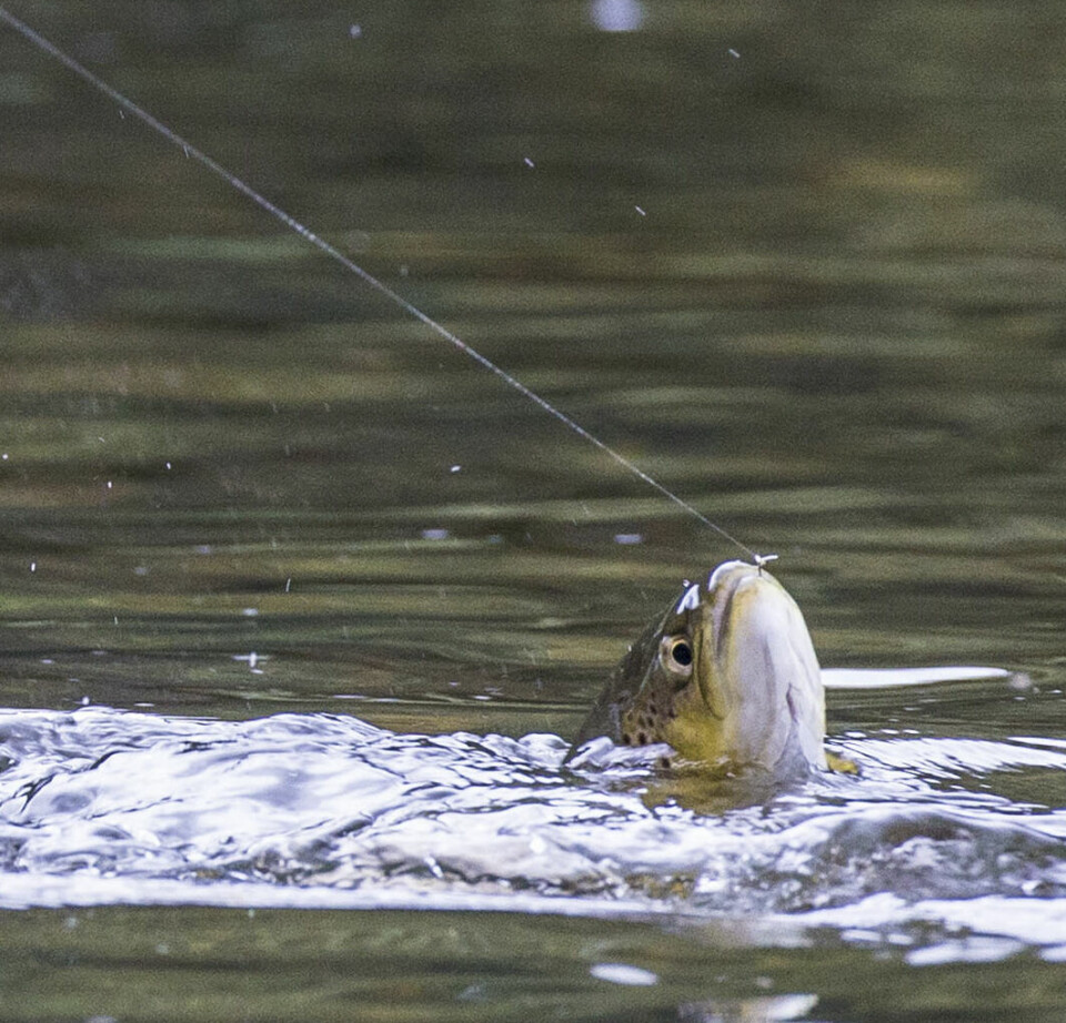Hurtige tilslag og mothakløse kroker gjør at ørreten skånsomt kan settes tilbake i elva.