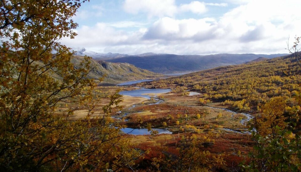 Utsikt over Ynglesdalen, Hallingskarvet nasjonalpark.