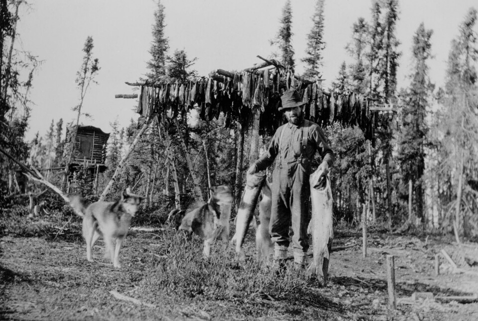 De fiskerike elvene holdt Ingstad og hundene med store mengder vinterfisk. I mindre elver kunne du ta laksen med hov, skrev han.