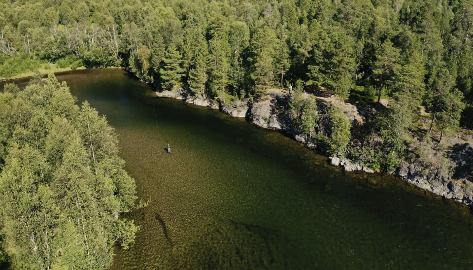 Fluefiske etter ørret i Divielva.