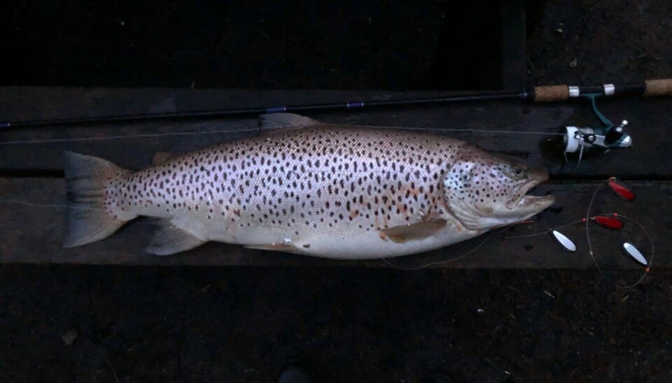 Ørret tatt i Øyungen i Oslo av Harald Warberg i 2022. 8,9 kg.