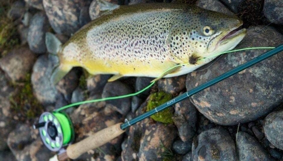 når ørreten har gode næringsforhold og kan fråtse i krepsdyr som marflo eller skjoldkreps kan den bli riktig stor, selv i små fjellvann. Denne veide 2,6 kg og var 56 cm lang.