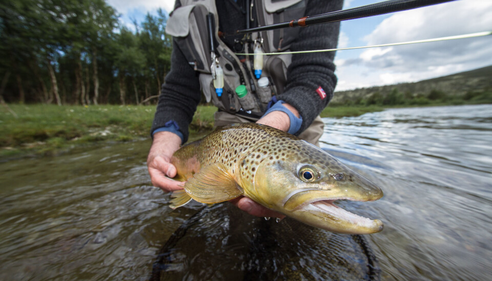 Nydelig ørret fra Grimsa
